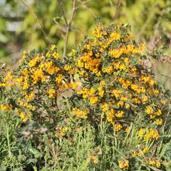 Berberis darwinii Compacta - Darwinszuurbes