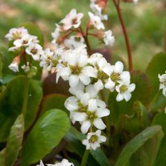 Bergenia Bressingham White - Schoenlappersplant