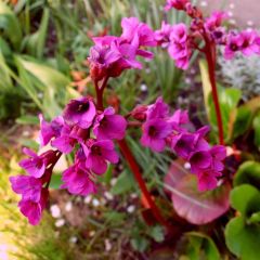 Bergenia Ouvertüre - Schoenlappersplant