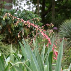 Beschorneria yuccoides - Mexicaanse lelie