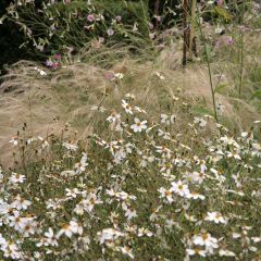 Bidens Pirates Pearl - Tandzaad