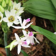 Bletilla striata Alba - Japanse orchidee