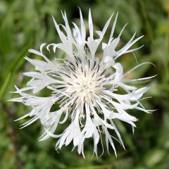 Centaurea montana Alba - Bergkorenbloem wit