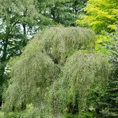Betula pendula Youngii - Ruwe berk