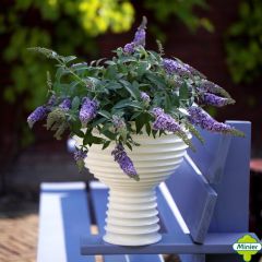 Vlinderstruik Lilac Chip - Buddleja davidii