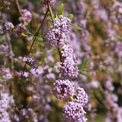 Buddleja alternifolia - Vlinderstruik
