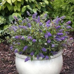 Vlinderstruik Blue Chip - Buddleja