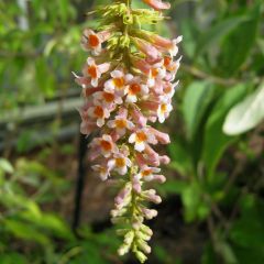 Buddleja macrostachya - Vlinderstruik