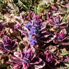 Ajuga reptans Multicolor - Kruipend zenegroen