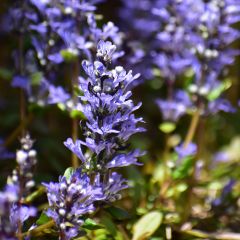 Ajuga reptans Chocolate Chip - Kruipend zenegroen