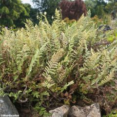 Cheilanthes lanosa - Harige lipvaren