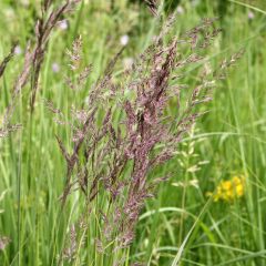 Calamagrostis acutiflora Overdam - Struisriet