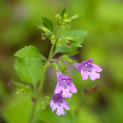 Calamintha grandiflora - Grote steentijm