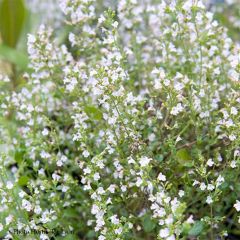 Calamintha sylvatica - Bergsteentijm