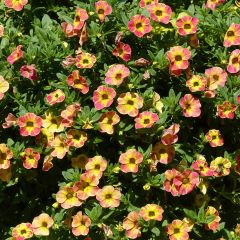 Calibrachoa Chamaeleon Sunshine Berry - Mini petunia