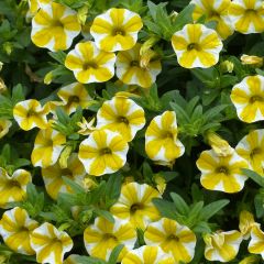 Calibrachoa Superbells Lemon Slice - Mini petunia