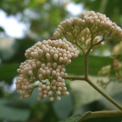 Callicarpa japonica Leucocarpa - Schoonvrucht