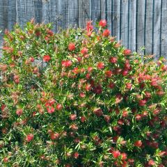 Callistemon citrinus Splendens - Lampenpoetser