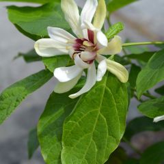 Calycanthus raulstonii Venus - Specerijstruik
