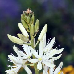 Camassia leichtlinii Alba - Prairielelie