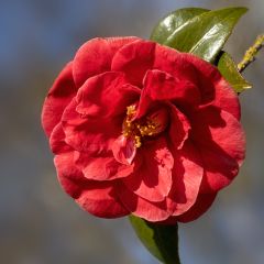 Camellia japonica Adolphe Audusson - Japanse camelia