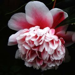 Camellia japonica Volunteer - Japanse camelia