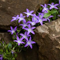 Campanula poscharskyana - Kruipklokje