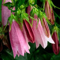 Campanula takesimana Elisabeth - Koreaans klokje