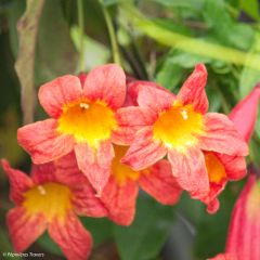 Campsis capreolata Tangerine Beauty - Trompetkamperfoelie