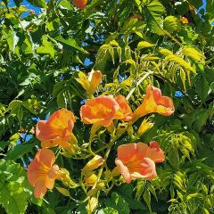 Campsis tagliabuana Summer Jazz Gold - Trompetklimmer