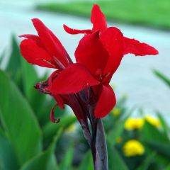 Canna Firebird - Balisier rood