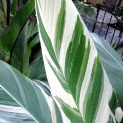 Canna Stuttgart - Indisch bloemriet