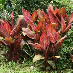 Canna Durban - Indisch bloemriet