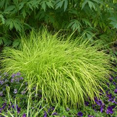 Carex elata Aurea - Goudgerande zegge