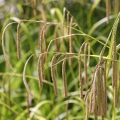 Carex pendula - Hangende zegge