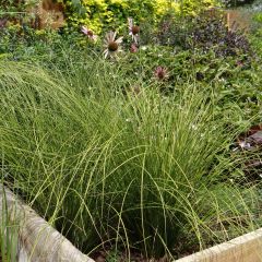 Carex testacea Lime Shine - Oranjezegge