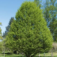 Carpinus betulus Fastigiata - Haagbeuk