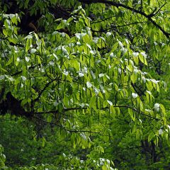 Carpinus fangiana - Steenbeuk