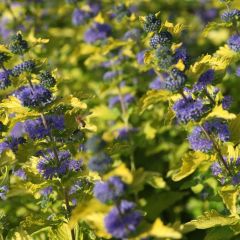 Caryopteris clandonensis Hint of Gold - Blauwe spirea