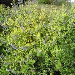 Caryopteris clandonensis Worcester Gold - Blauwbaard