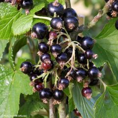 Zwarte bes Noir de Bourgogne