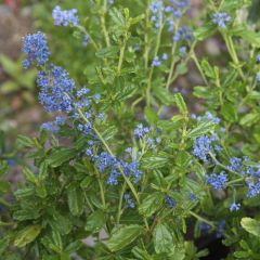 Ceanothus foliosus Italian Skies - Californische sering