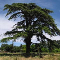 Cedrus libani - Libanonceder