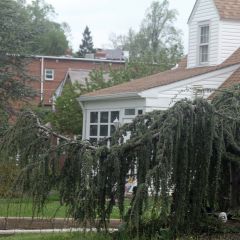Cedrus libani Atlantica Pendula - Libanonceder