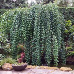Cercidiphyllum japonicum Pendulum - Katsuraboom