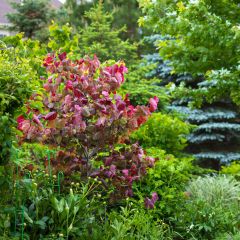 Cercis canadensis Forest Pansy - Amerikaanse Judasboom