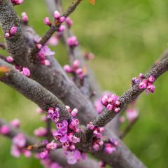 Cercis canadensis Little Woody - Amerikaanse Judasboom