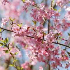 Prunus subhirtella Fukubana - Winterbloeiende kers