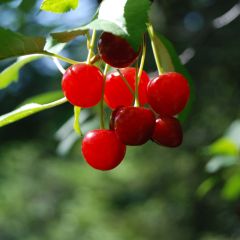 Dwergkers Cherry Boop