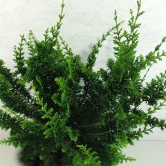 Chamaecyparis obtusa Teddy Bear - Hinoki cipres